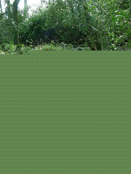 stream_carr.JPG (154656 bytes)