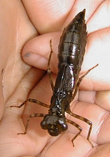 Dragonfly+larvae