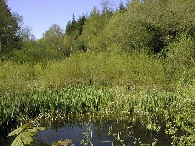 Wetland.jpg