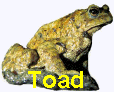 Toad.jpg (3263 bytes)