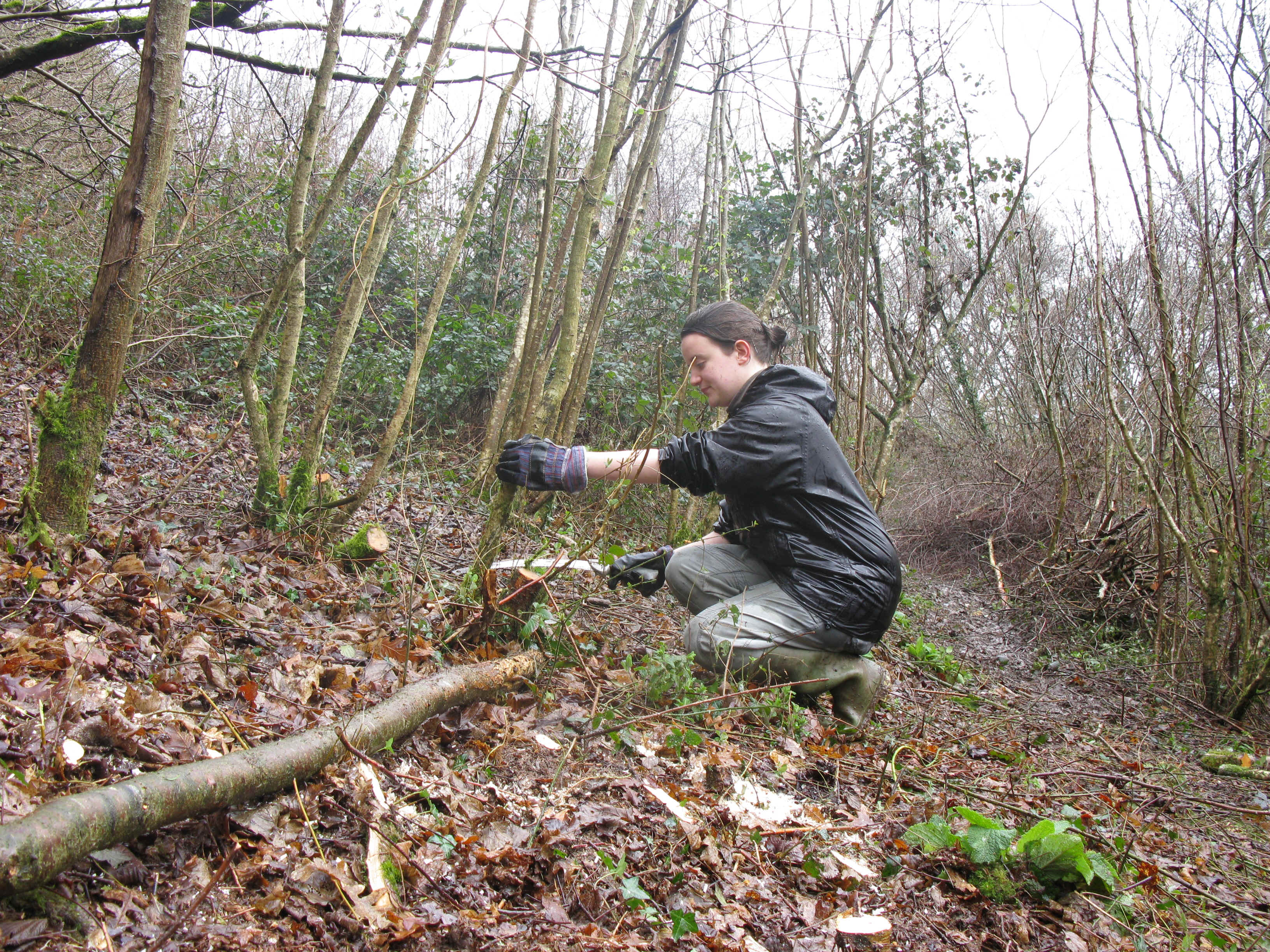 Lizzie coppicing 3.JPG (4237316 bytes)