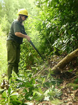 Practical conservation work.