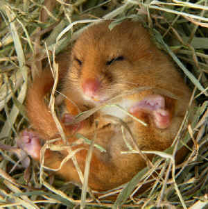 Dormouse - Muscardinus avellenarius