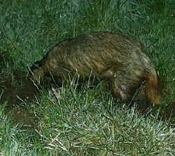 badger.jpg (35016 bytes)