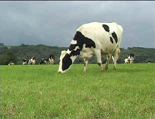 [http://www.countrysideinfo.co.uk/ag_grasslnd/images/cow0.jpg]