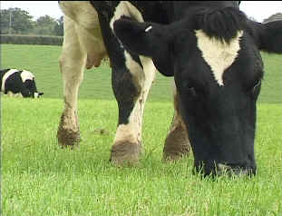 [http://www.countrysideinfo.co.uk/ag_grasslnd/images/cows_4.jpg]