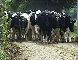 herd.jpg (98446 bytes)