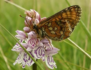 marshfrit.JPG (23924 bytes)
