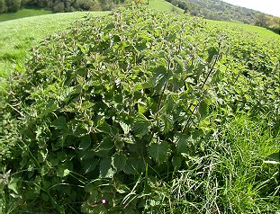 nettles.JPG (46620 bytes)