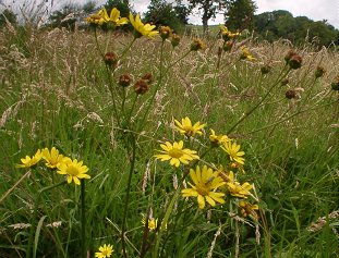 ragwort.JPG (36156 bytes)