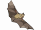 bat.gif (2402 bytes)
