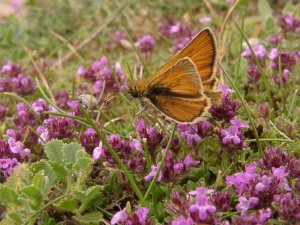 Small Skipper on Thyme