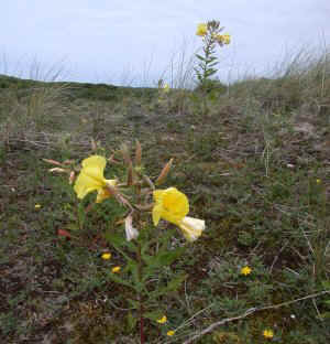 Evening Primrose