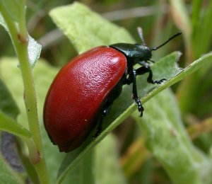 Poplar Leaf Beetle