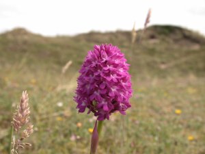 Pyramidal Orchid