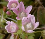 Bog Pimpernel - go to the image gallery for a larger picture.