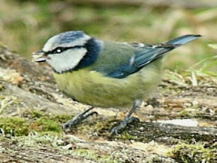 Blue Tit