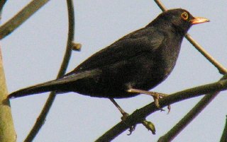 Blackbird