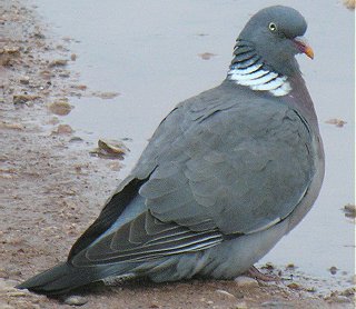 Wood Pigeon