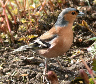 Male Chaffinch