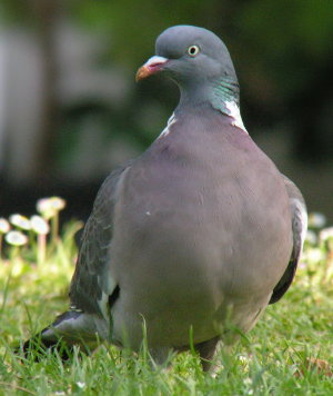 Woodpigeon