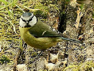 Blue Tit