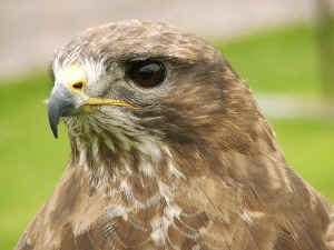 Buzzard