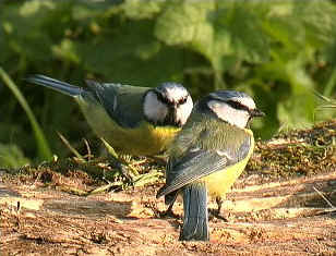 blue tits.jpg (35061 bytes)