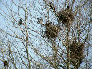 rookery.JPG (915399 bytes)