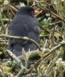 Male Blackbird