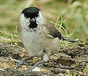 Marsh Tit