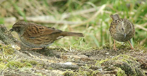 dunnock.JPG (136698 bytes)