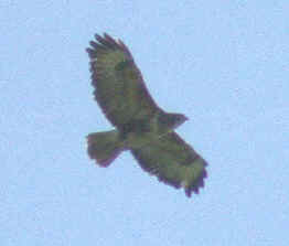 Buzzard in flight