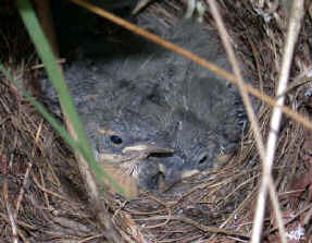 Young Grey Wagtails