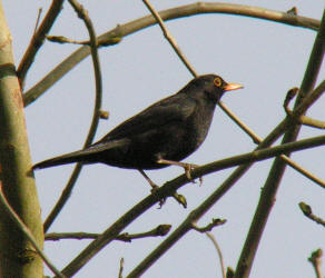 Male Blackbird