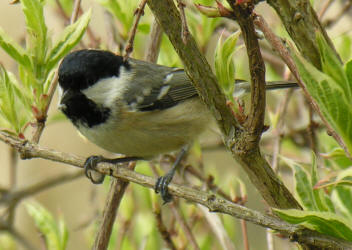 Coal Tit