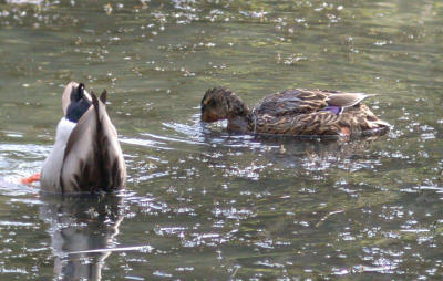 Male & female Mallards