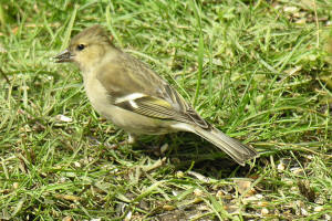 Female Chaffinch