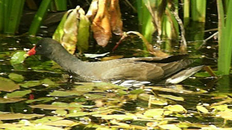 Moorhen