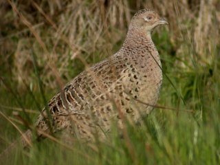 pheasant.JPG (20868 bytes)