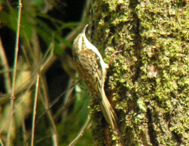 Treecreeper