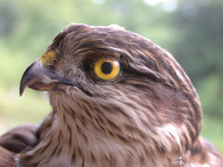 Buzzard