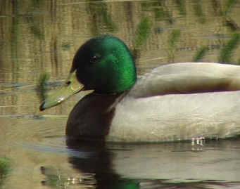 mallard.jpg (314978 bytes)