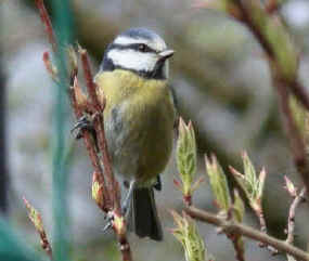 Bluetit