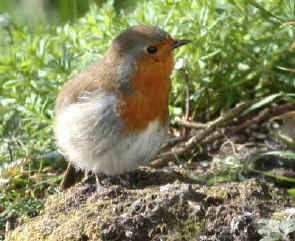 Robin