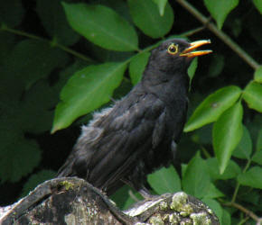 Male Blackbird