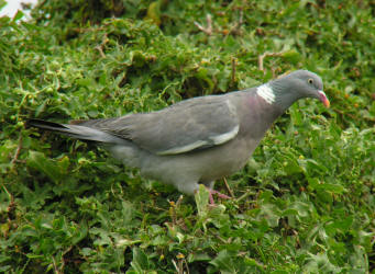 Woodpigeon