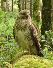 buzzard2.JPG (543852 bytes)