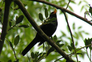 Male Blackbird