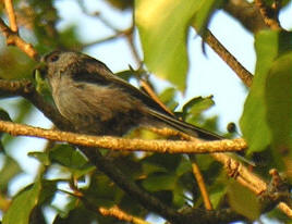 Long Tailed Tit